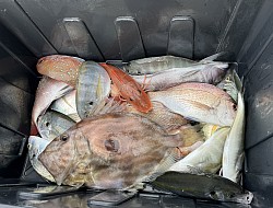 #Snapper #Gurnard #Trevelly #John Dory #Fishing Charters Tauranga, Mount Maunganui, Bay of Plenty