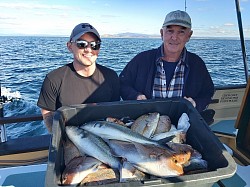 Kahawai, Kingfish, Tarakihi,Snapper, Blue Cod